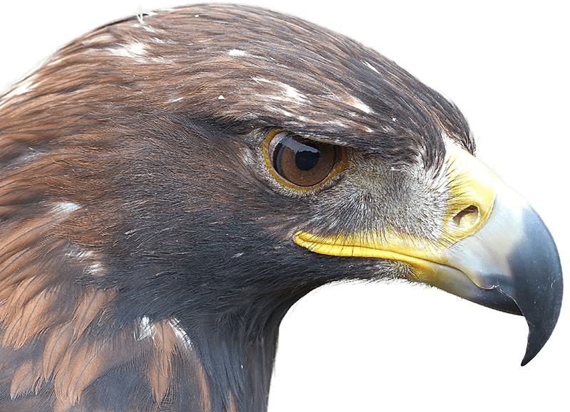 Eagle Head Transparent